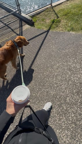 Paseo con café y el perro enganchado al cinturón Avero