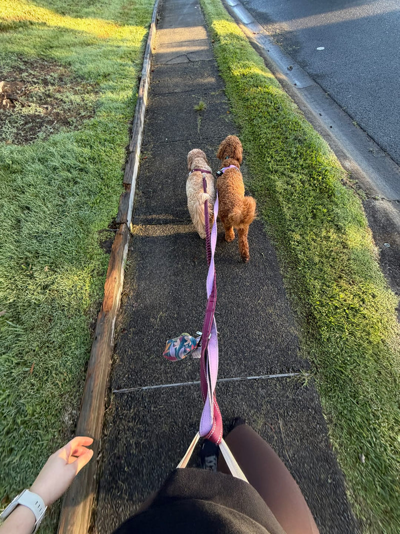 Dos caniches caminando por el barrio con el cinturón Avero